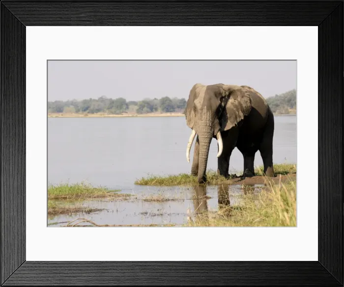 Framed Print : Elephant, Manapools National Park, UNESCO World Heritage Site, Zimbabwe, Africa Framed Print : Elephant, Manapools National Park, UNESCO World Heritage Site, Zimbabwe, Africa