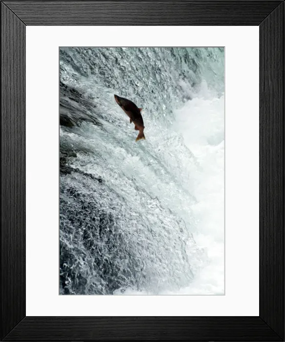 Framed Print : Sockeye salmon attempting to jump the falls, Brooks Camp, Katmai National Park Framed Print : Sockeye salmon attempting to jump the falls, Brooks Camp, Katmai National Park