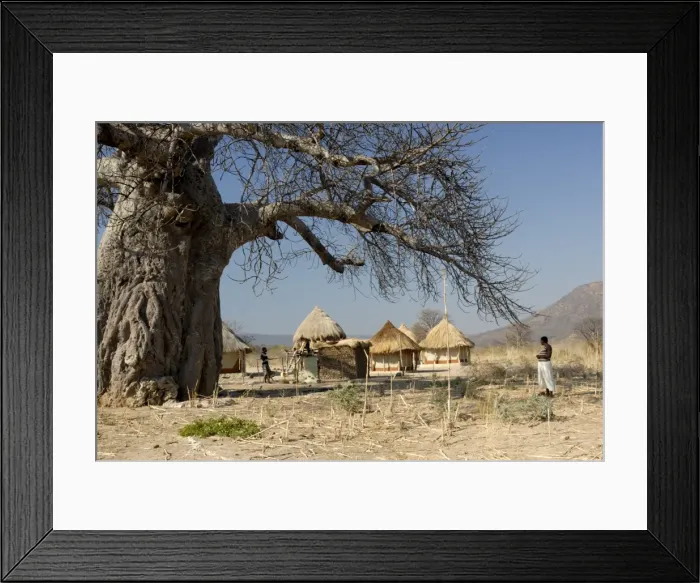 Framed Print : Traditional settlement and large baobab tree near Lake Kariba, Zimbabwe, Africa Framed Print : Traditional settlement and large baobab tree near Lake Kariba, Zimbabwe, Africa