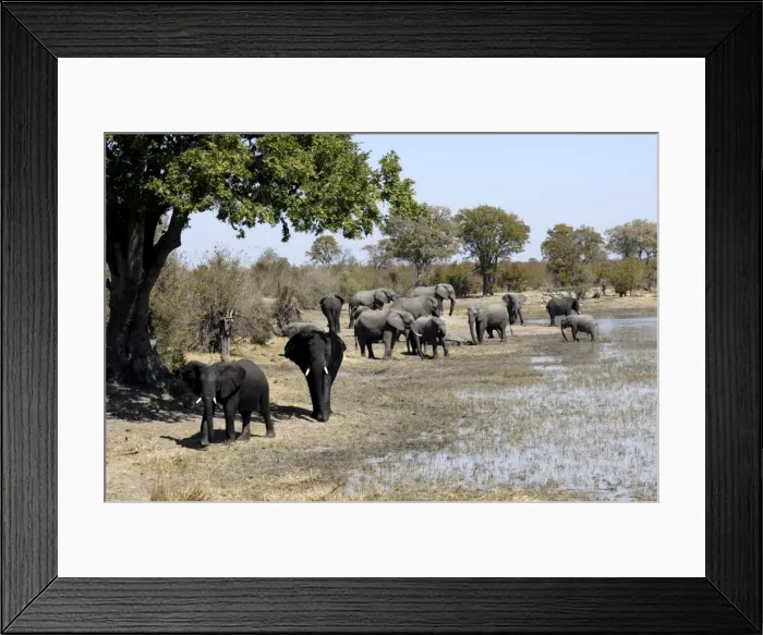 Framed Print : Group of elephants after mud bath, Hwange National Park, Zimbabwe, Africa Framed Print : Group of elephants after mud bath, Hwange National Park, Zimbabwe, Africa
