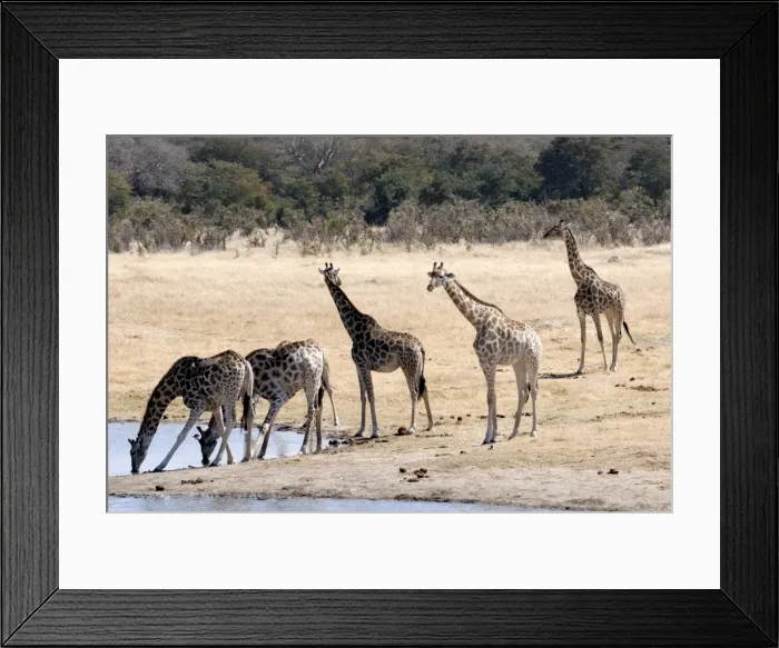 Framed Print : Giraffes at waterhole, Hwange National Park, Zimbabawe, Africa Framed Print : Giraffes at waterhole, Hwange National Park, Zimbabawe, Africa