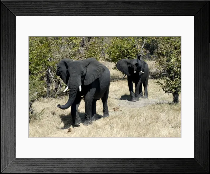 Framed Print : Elephants looking very black after mud bath, Hwange National Park, Zimbabwe, Africa Framed Print : Elephants looking very black after mud bath, Hwange National Park, Zimbabwe, Africa