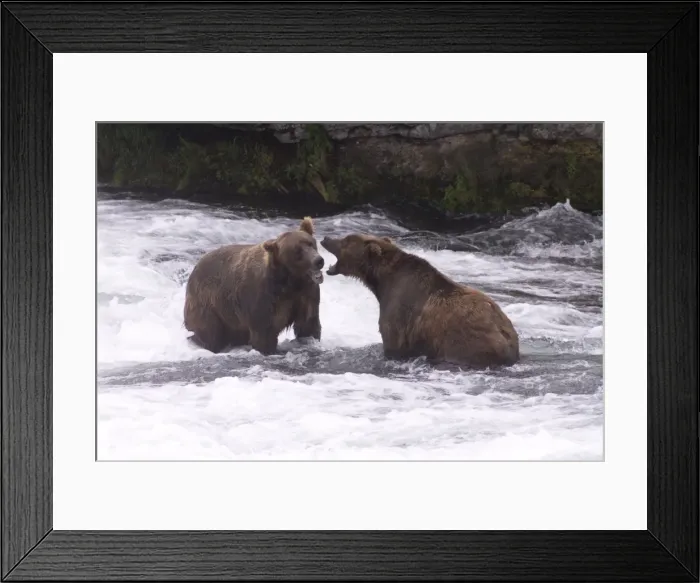 Framed Print : Two brown bears sparring for salmon fishing position, Brooks Camp, Katmai National Park Framed Print : Two brown bears sparring for salmon fishing position, Brooks Camp, Katmai National Park