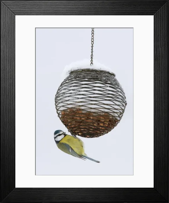 Framed Print : Blue tit on feeder in snow, United Kingdom, Europe Framed Print : Blue tit on feeder in snow, United Kingdom, Europe