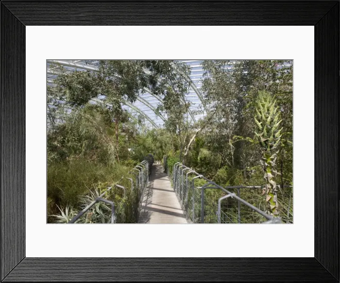Framed Print : Walkway into Western Australian area of the Great Glasshouse, National Botanic Garden of Wales Framed Print : Walkway into Western Australian area of the Great Glasshouse, National Botanic Garden of Wales