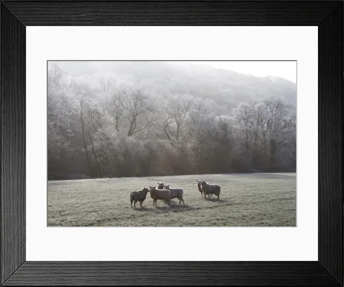 Framed Print : Devon sheep, Exe Valley, Devon, England, United Kingdom, Europe Framed Print : Devon sheep, Exe Valley, Devon, England, United Kingdom, Europe