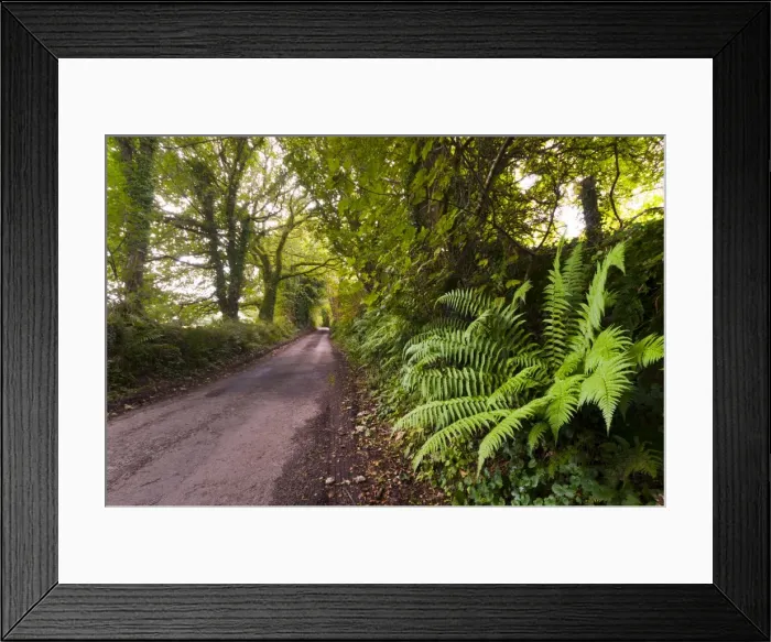 Framed Print : Country lane, Bodmin Moor, Cornwall, England, United Kingdom, Europe Framed Print : Country lane, Bodmin Moor, Cornwall, England, United Kingdom, Europe