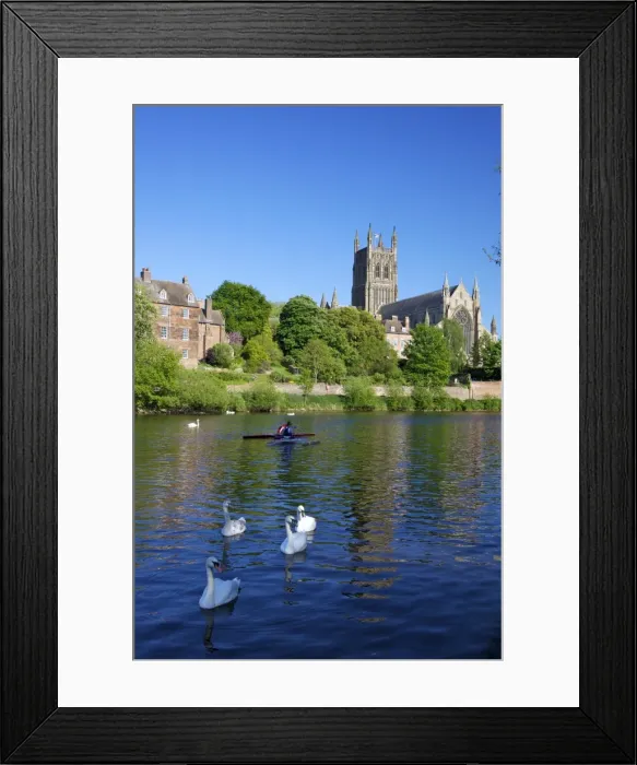Framed Print : Mute swans and canoeists on River Severn, spring evening, Worcester Cathedral Framed Print : Mute swans and canoeists on River Severn, spring evening, Worcester Cathedral
