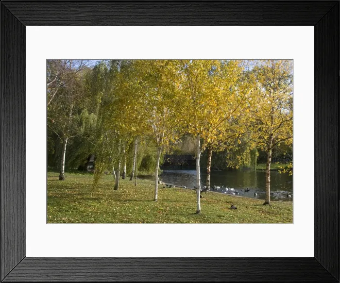 Framed Print : Autumn colours by the pond in Regents Park, London NW1, England, United Kingdom Framed Print : Autumn colours by the pond in Regents Park, London NW1, England, United Kingdom