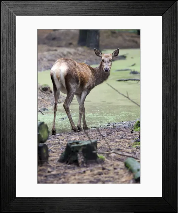 Framed Print : Red deer (Cervus elaphus), Kent, England, United Kingdom, Europe Framed Print : Red deer (Cervus elaphus), Kent, England, United Kingdom, Europe