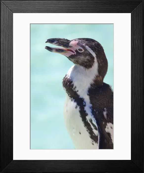 Framed Print : Humboldt penguin in captivity, Oxfordshire, England, United Kingdom, Europe Framed Print : Humboldt penguin in captivity, Oxfordshire, England, United Kingdom, Europe