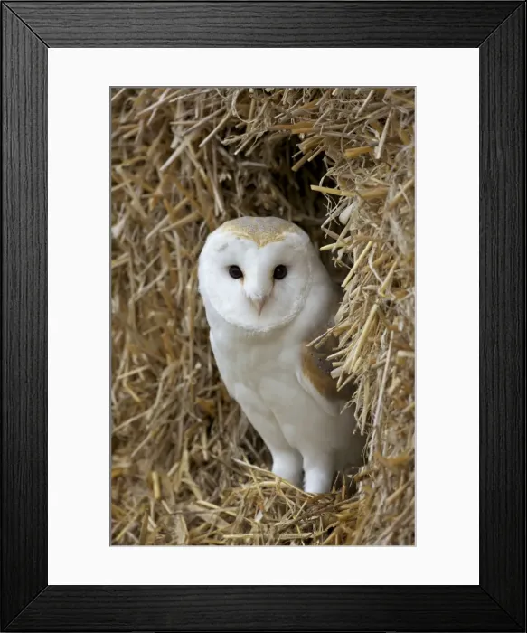 Framed Print : Barn owl ( Tyto alba), captive, in bales of straw, Barn Owl Centre, Gloucestershire Framed Print : Barn owl ( Tyto alba), captive, in bales of straw, Barn Owl Centre, Gloucestershire