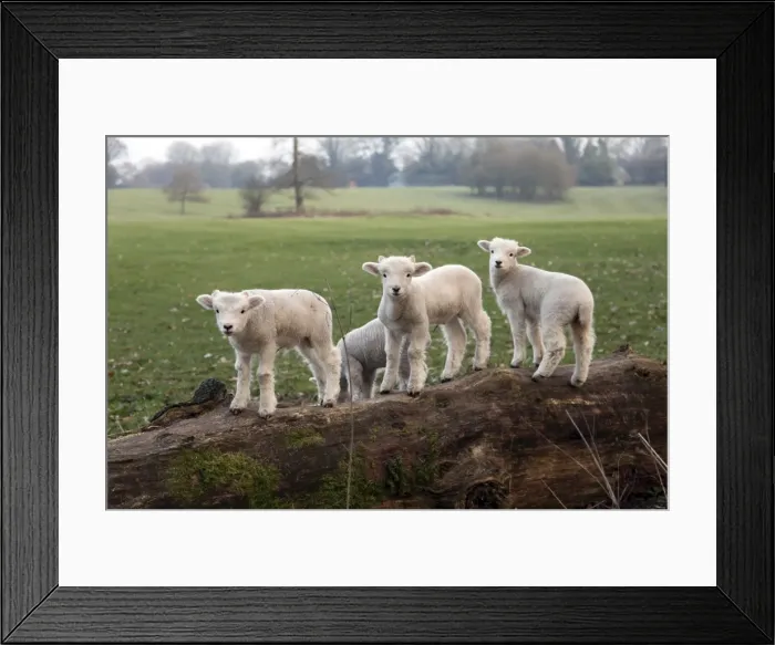 Framed Print : Lambs playing on a log in Stourhead parkland, South Somerset, Somerset Framed Print : Lambs playing on a log in Stourhead parkland, South Somerset, Somerset