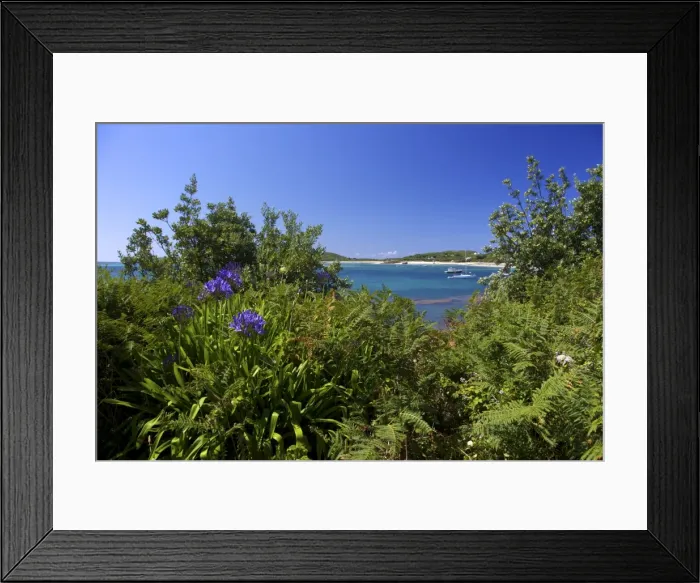 Framed Print : Common aggapanthus (Lily of the Nile) (Agapanthus praecox), growing wild on Frenchmans Point Framed Print : Common aggapanthus (Lily of the Nile) (Agapanthus praecox), growing wild on Frenchmans Point