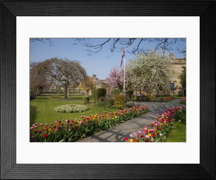 Framed Print : Masses of colourful spring tulips in the Bath Gardens, Bakewell, Derbyshire Framed Print : Masses of colourful spring tulips in the Bath Gardens, Bakewell, Derbyshire