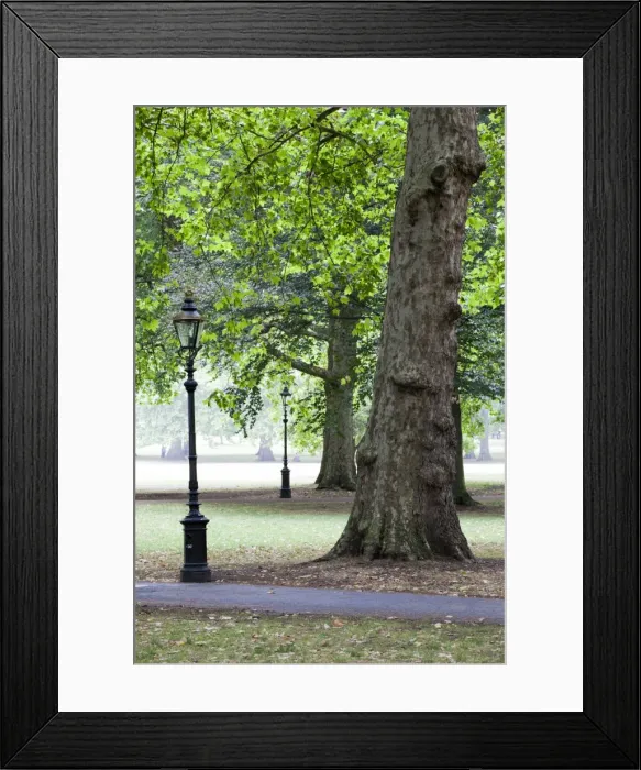 Framed Print : Green Park, London, England, United Kingdom, Europe Framed Print : Green Park, London, England, United Kingdom, Europe