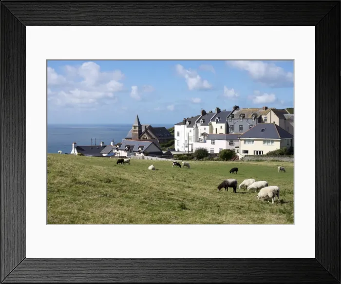 Framed Print : Grazing sheep, Mortehoe, Devon, England, United Kingdom, Europe Framed Print : Grazing sheep, Mortehoe, Devon, England, United Kingdom, Europe