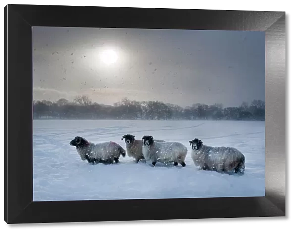 Northumberland blackface sheep in snow, Tarset, Hexham, Northumberland