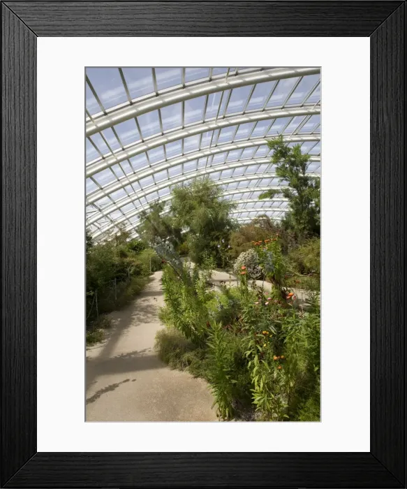 Framed Print : Chilean and Californian area of the Great Glasshouse, National Botanic Garden of Wales Framed Print : Chilean and Californian area of the Great Glasshouse, National Botanic Garden of Wales
