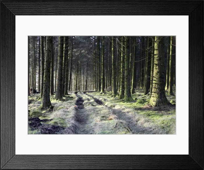 Framed Print : Forestry Commission plantation, Sousons, Dartmoor, Devon, England, United Kingdom, Europe Framed Print : Forestry Commission plantation, Sousons, Dartmoor, Devon, England, United Kingdom, Europe