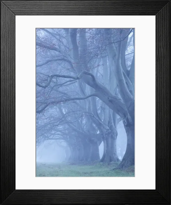Framed Print : Beech avenue, Kingston Lacy, Dorset, England, United Kingdom, Europe Framed Print : Beech avenue, Kingston Lacy, Dorset, England, United Kingdom, Europe