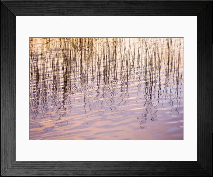 Framed Print : Reflections of sky and reeds in Loch Nan Dailthean at sunrise, near Tournaig Framed Print : Reflections of sky and reeds in Loch Nan Dailthean at sunrise, near Tournaig