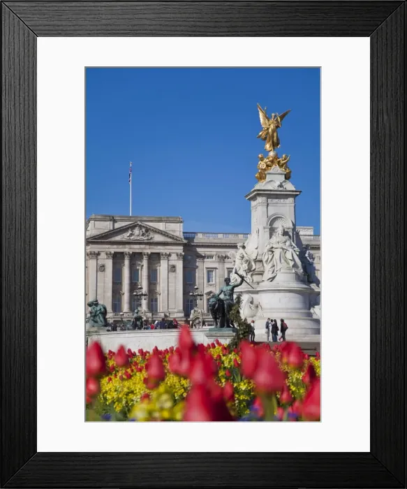 Framed Print : Tulips in front of Buckingham Palace and Victoria Memorial, London, England Framed Print : Tulips in front of Buckingham Palace and Victoria Memorial, London, England