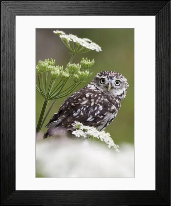 Framed Print : Captive little owl (Athene noctua), United Kingdom, Europe Framed Print : Captive little owl (Athene noctua), United Kingdom, Europe