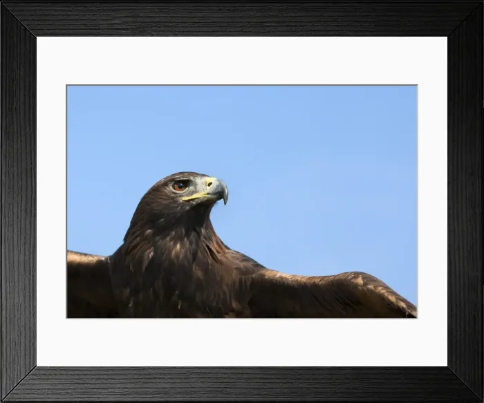 Framed Print : Captive golden eagle (Aquila chrysaetos), close up, United Kingdom, Europe Framed Print : Captive golden eagle (Aquila chrysaetos), close up, United Kingdom, Europe