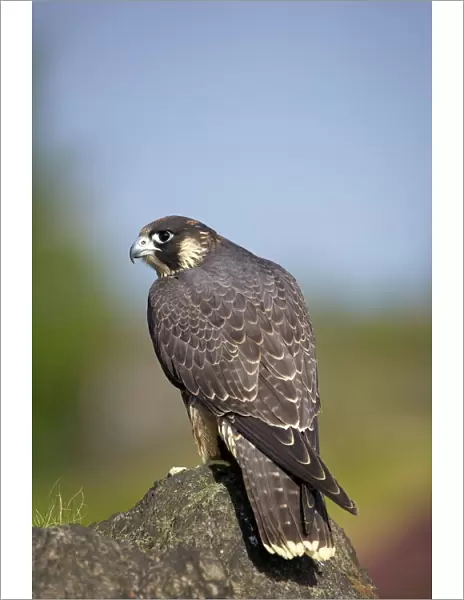 Captive Peregrine Falcon, Loughborough, Leicestershire, England, United Kingdom, Europe