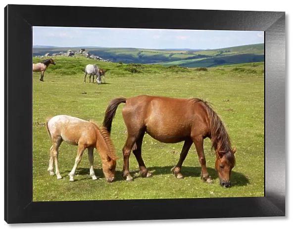 Dartmoor ponies and foals near Hound Tor, in summer sunshine, Devon, England
