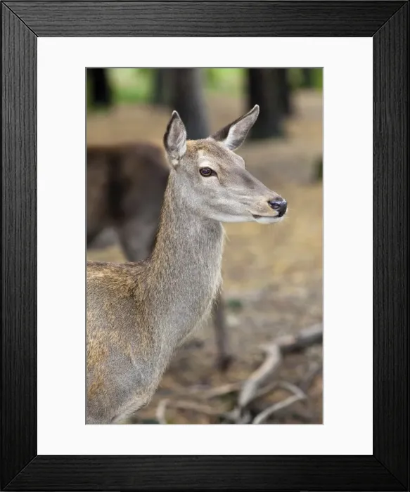 Framed Print : Red deer (Cervus elaphus), Kent, England, United Kingdom, Europe Framed Print : Red deer (Cervus elaphus), Kent, England, United Kingdom, Europe