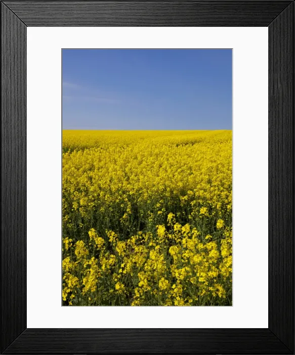 Framed Print : A bright yellow field of oilseed rape (rapeseed oil) (Brassica napus) flowers Framed Print : A bright yellow field of oilseed rape (rapeseed oil) (Brassica napus) flowers