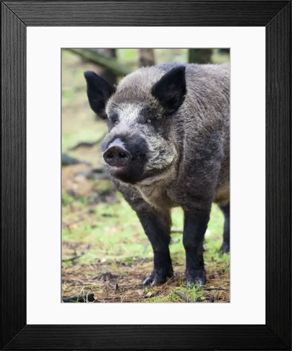 Framed Print : Wild Boar (Sus scrofa), Kent, England, United Kingdom, Europe