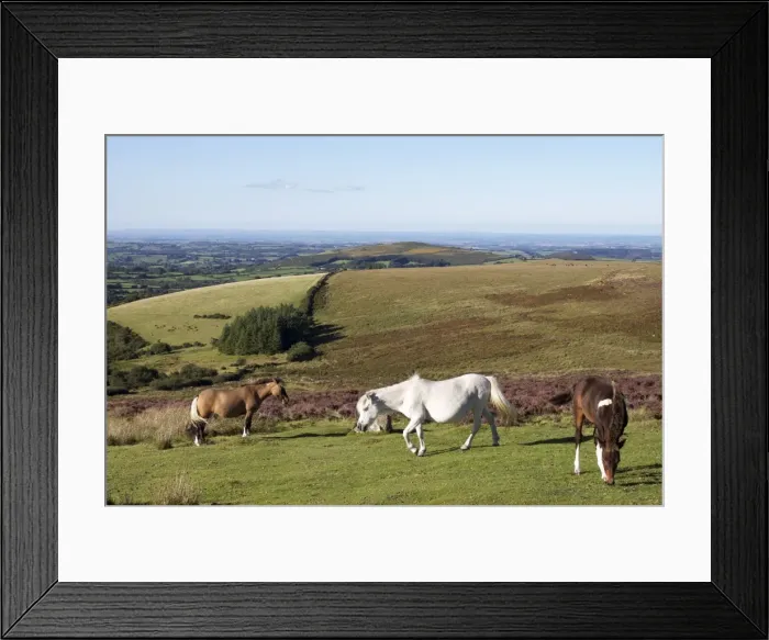 Framed Print : Dartmoor Ponies, Dartmoor, Devon, England, United Kingdom, Europe Framed Print : Dartmoor Ponies, Dartmoor, Devon, England, United Kingdom, Europe