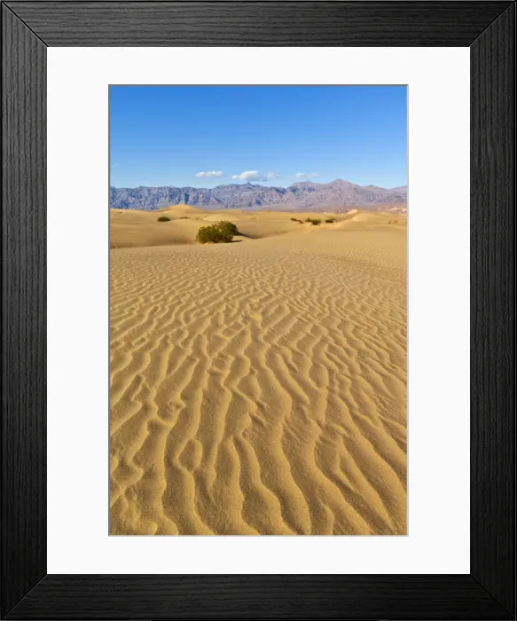 Framed Print : Sand ripples, mesquite bushes in the Mesquite Flats sand dunes, Grapevine Mountains of the Amargosa range behind, Stovepipe Wells, Death Valley National Park, California, United States of America Framed Print : Sand ripples, mesquite bushes in the Mesquite Flats sand dunes, Grapevine Mountains of the Amargosa range behind, Stovepipe Wells, Death Valley National Park, California, United States of America