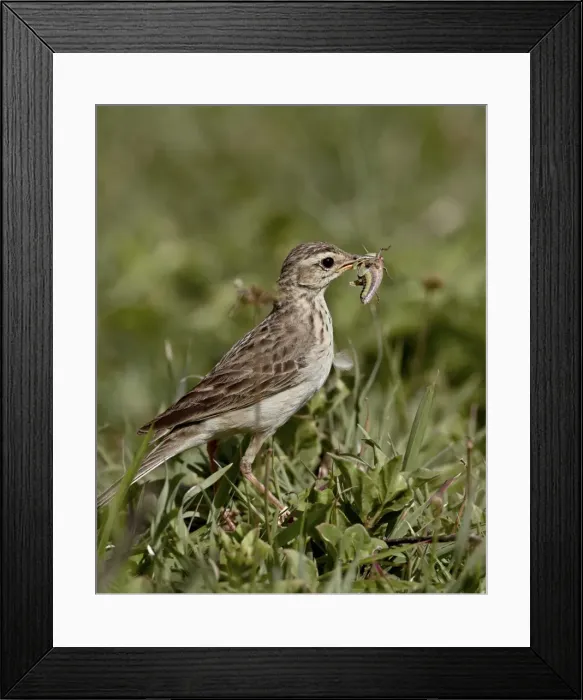 Framed Print : African pipit (grassland pipit) (grassveld pipit) (Anthus cinnamomeus) with a grasshopper Framed Print : African pipit (grassland pipit) (grassveld pipit) (Anthus cinnamomeus) with a grasshopper