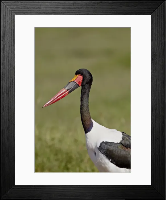 Framed Print : Male saddle-billed stork (Ephippiorhynchus senegalensis), Ngorongoro Crater Framed Print : Male saddle-billed stork (Ephippiorhynchus senegalensis), Ngorongoro Crater