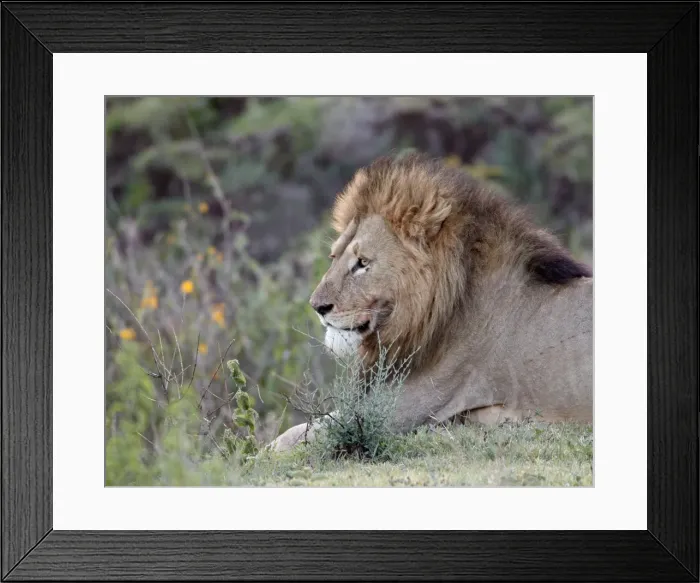 Framed Print : Lion (Panthera leo), Ngorongoro Crater, Tanzania, East Africa, Africa Framed Print : Lion (Panthera leo), Ngorongoro Crater, Tanzania, East Africa, Africa