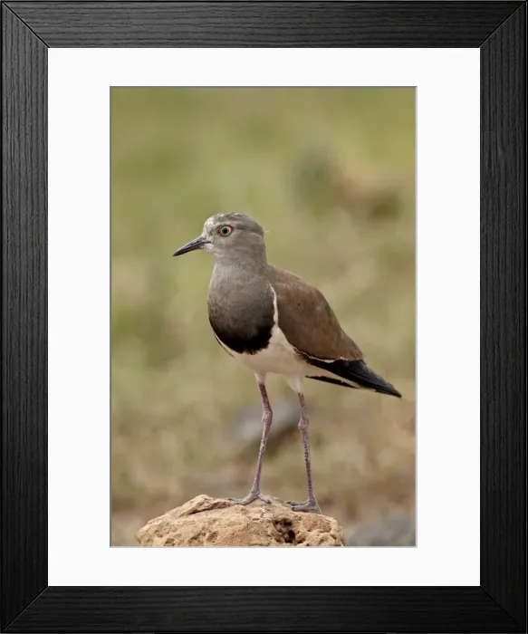 Framed Print : Black-winged plover (black-winged lapwing) (Vanellus melanopterus), Ngorongoro Crater Framed Print : Black-winged plover (black-winged lapwing) (Vanellus melanopterus), Ngorongoro Crater