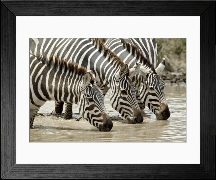 Framed Print : Three common zebra (Burchells zebra) (Equus burchelli) drinking, Ngorongoro Crater Framed Print : Three common zebra (Burchells zebra) (Equus burchelli) drinking, Ngorongoro Crater