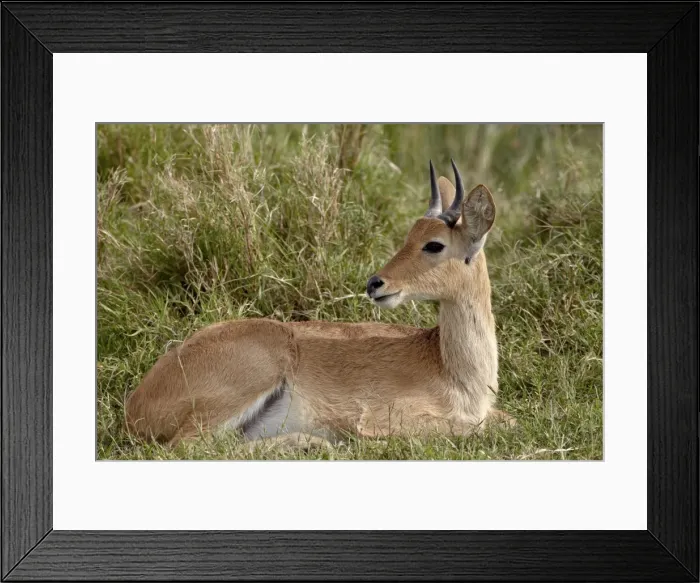 Framed Print : Bohor reedbuck (Redunca redunca) buck, Serengeti National Park, Tanzania Framed Print : Bohor reedbuck (Redunca redunca) buck, Serengeti National Park, Tanzania