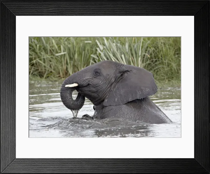 Framed Print : Young African elephant (Loxodonta africana) playing in the water, Serengeti National Park Framed Print : Young African elephant (Loxodonta africana) playing in the water, Serengeti National Park