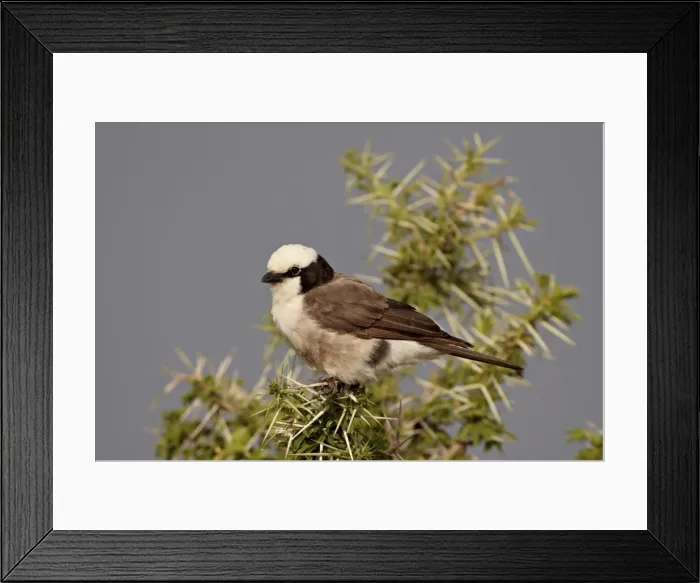 Framed Print : Northern white-crowned shrike (white-rumped shrike) (Eurocephalus rueppelli) Framed Print : Northern white-crowned shrike (white-rumped shrike) (Eurocephalus rueppelli)