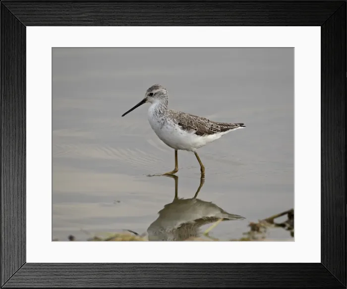 Framed Print : Marsh sandpiper (Tringa stagnatilis), Serengeti National Park, Tanzania Framed Print : Marsh sandpiper (Tringa stagnatilis), Serengeti National Park, Tanzania