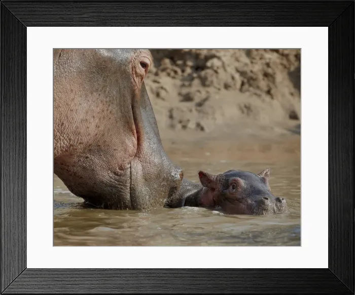 Framed Print : Hippopotamus (Hippopotamus amphibius) adult and baby, Serengeti National Park Framed Print : Hippopotamus (Hippopotamus amphibius) adult and baby, Serengeti National Park