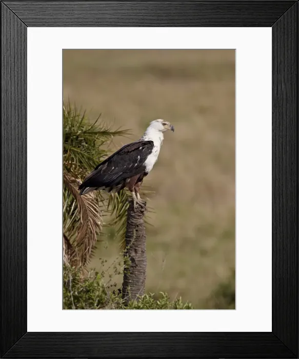 Framed Print : African fish eagle (Haliaeetus vocifer), Serengeti National Park, Tanzania Framed Print : African fish eagle (Haliaeetus vocifer), Serengeti National Park, Tanzania