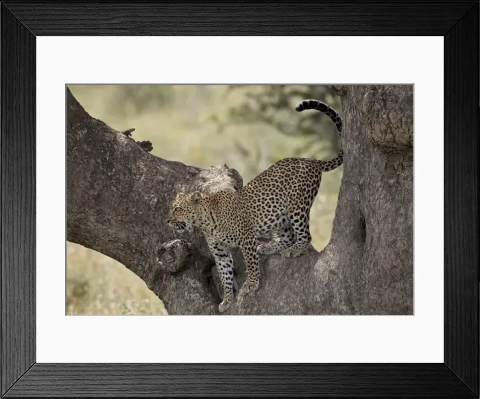 Framed Print : Leopard (Panthera pardus) descending from a tree, Serengeti National Park Framed Print : Leopard (Panthera pardus) descending from a tree, Serengeti National Park