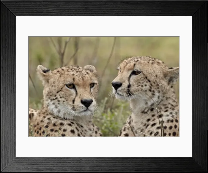 Framed Print : Cheetah (Acinonyx jubatus) brothers, Serengeti National Park, Tanzania Framed Print : Cheetah (Acinonyx jubatus) brothers, Serengeti National Park, Tanzania