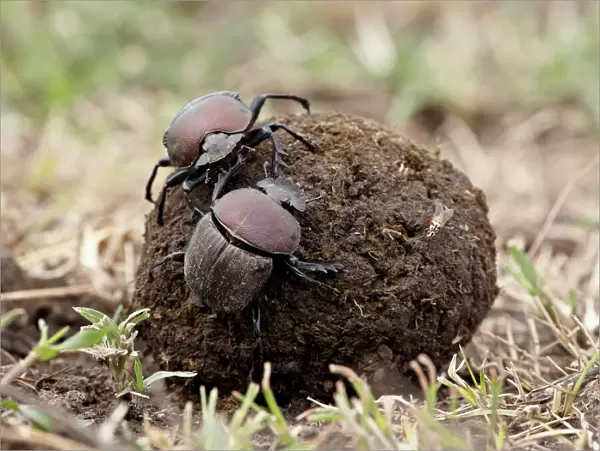 Two dung beetles atop a ball of dung, Serengeti National Park, Tanzania